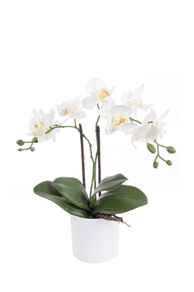 Immagine di PIANTINA PHALENOPSIS WHITE CM.35