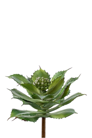 Picture of PIANTINA KALANCHOE SYNSEPALA CM.23