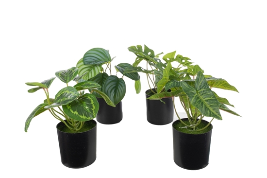 Picture of PIANTINA IN VASO CM.24