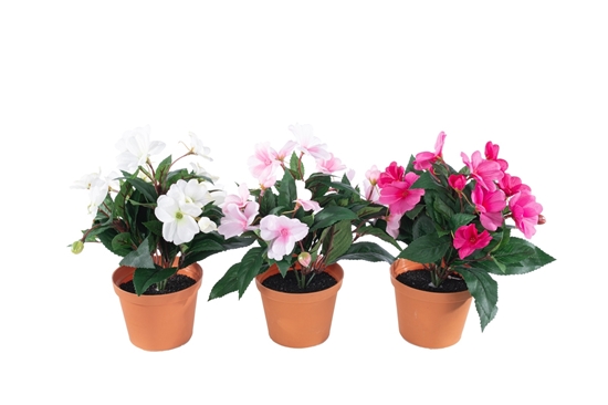 Picture of PIANTINA IMPATIENTIA NUOVA GUINEA H.CM.25