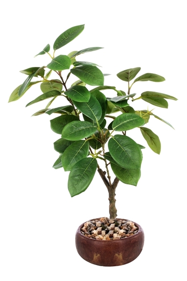 Picture of PIANTINA FICUS