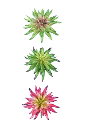 Immagine di PIANTINA ECHEVERIA CM.15