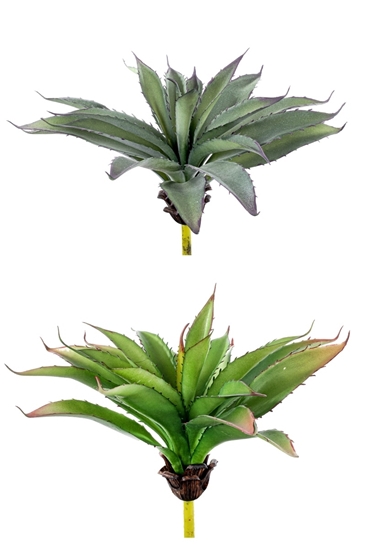 Immagine di PIANTINA AGAVE SHAFERI CM.23