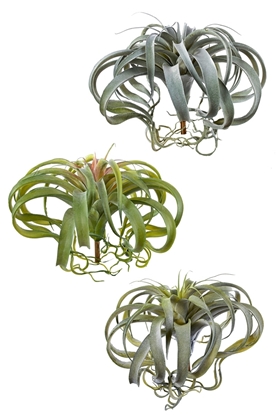 Immagine di PIANTA TILLANSIA CM.30