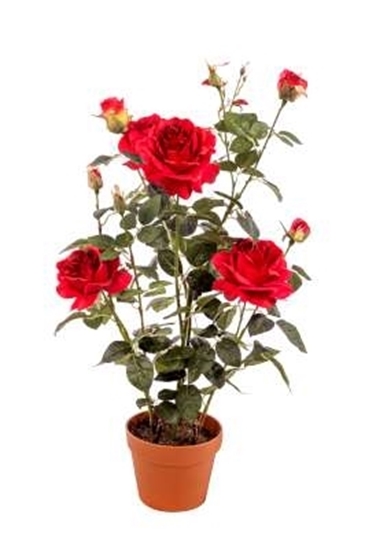Immagine di PIANTA ROSA CON VASO CM.82