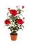 Immagine di PIANTA ROSA CON VASO CM.82