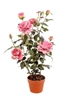 Immagine di PIANTA ROSA CON VASO CM.82