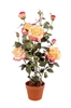 Immagine di PIANTA ROSA CON VASO CM.82
