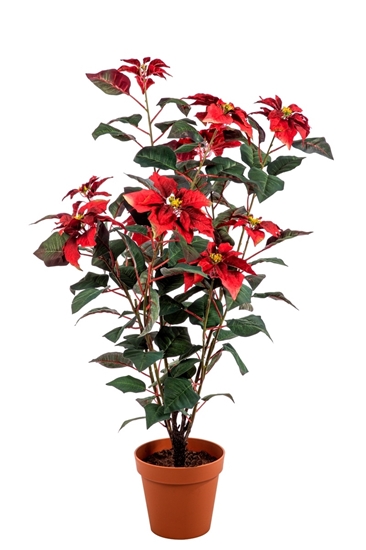 Immagine di PIANTA POINSETTIA 25 FIORI CON VASO CM.132