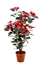 Picture of PIANTA POINSETTIA 25 FIORI CON VASO CM.132