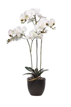 Immagine di PIANTA PHALAENOPSIS NATURAL TOUCH