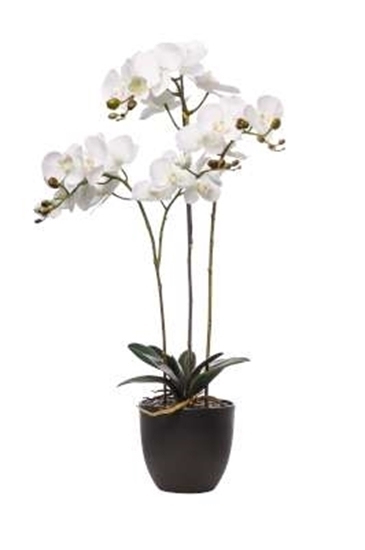 Immagine di PIANTA PHALAENOPSIS NATURAL TOUCH