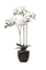 Immagine di PIANTA PHALAENOPSIS NATURAL TOUCH