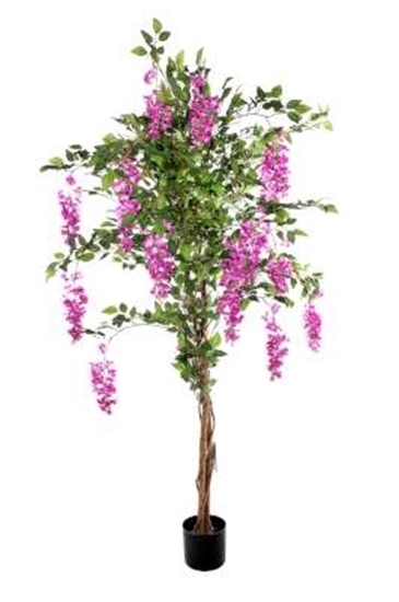 Immagine di PIANTA GLICINE CM.180