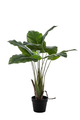 Immagine di PIANTA FOGLIA CALLA 9 FOGLIE CM.80