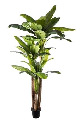Immagine di PIANTA BANANO x 3 36 FOGLIE CM.250