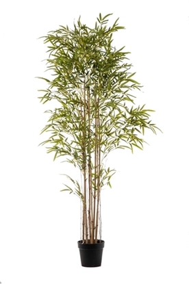 Immagine di PIANTA BAMBOO 3373 FOGLIE CM.240