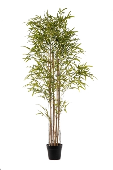 Immagine di PIANTA BAMBOO 3373 FOGLIE CM.240