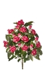 Picture of FRONTALE ROSINI X 11