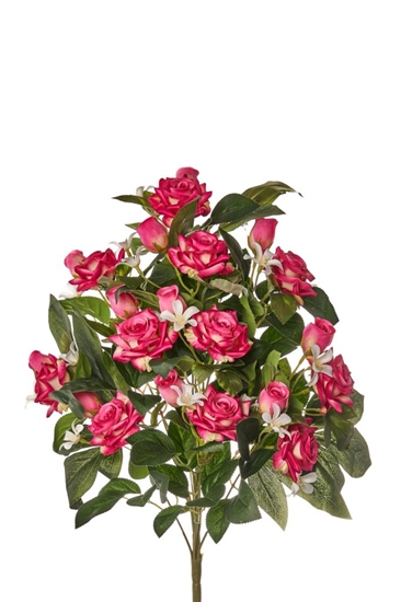 Picture of FRONTALE ROSINI X 11