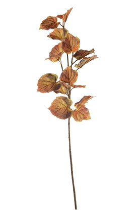 Immagine di FOGLIAME TILIA