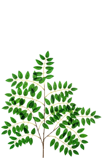 Immagine di FOGLIAME GLICINE x 132 H.CM.65