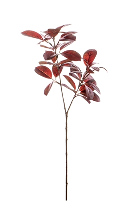 Immagine di FOGLIAME CITRUS