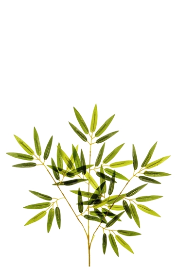 Immagine di FOGLIAME BAMBOO x 60 H.CM.45