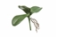 Immagine di FOGLIA ORCHIDEE X 3