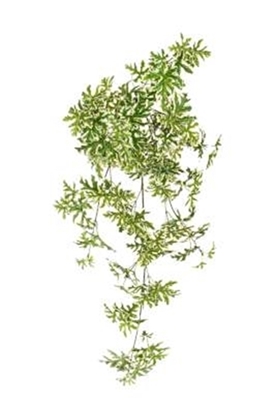 Immagine di CADENTE PELARGONIUM x 95 CM.90