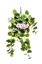 Picture of CADENTE GERANIO X 11