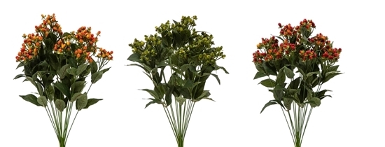 Immagine di BUSH HYPERICUM x 18