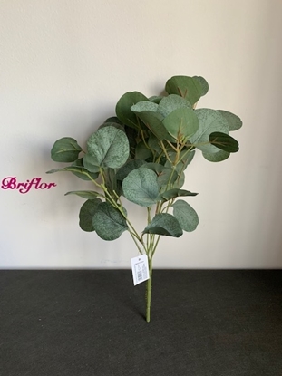 Immagine di BUSH EUCALYPTO x 7 CM.40