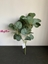 Immagine di BUSH EUCALYPTO x 7 CM.40