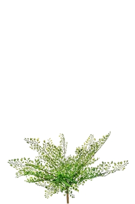 Immagine di BUSH CAPELVENERE x 11 CM.35