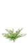 Immagine di BUSH CAPELVENERE x 11 CM.35