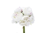 Immagine di BUNDLE PEONIE x 10 CM.32