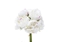 Picture of BUNDLE PEONIE x 10 CM.32