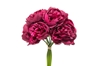 Immagine di BUNDLE PEONIE x 10 CM.32