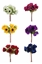 Immagine di BUNDLE ANEMONE x 6 CM.27