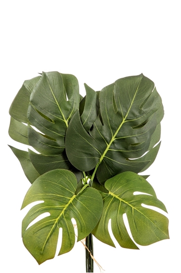 Immagine di BUNDLE 6 FOGLIE PHILO H.CM.40