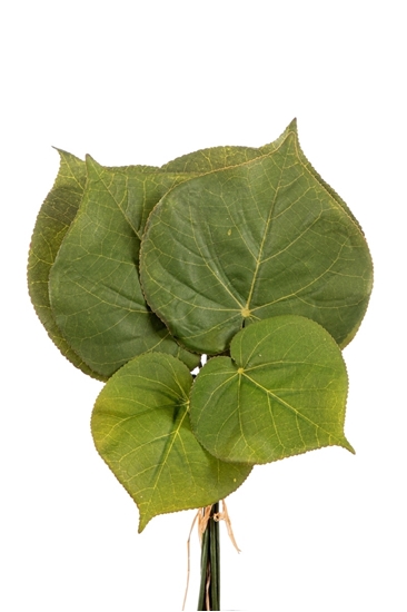 Immagine di BUNDLE 6 FOGLIE BEGONIA H.40.40