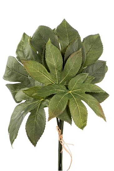 Immagine di BUNDLE 6 FOGLIE ARALIA H.40c40
