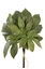 Picture of BUNDLE 6 FOGLIE ARALIA H.40c40