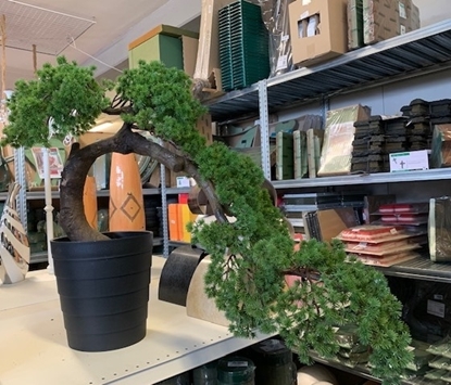 Immagine di BONSAI CM.65