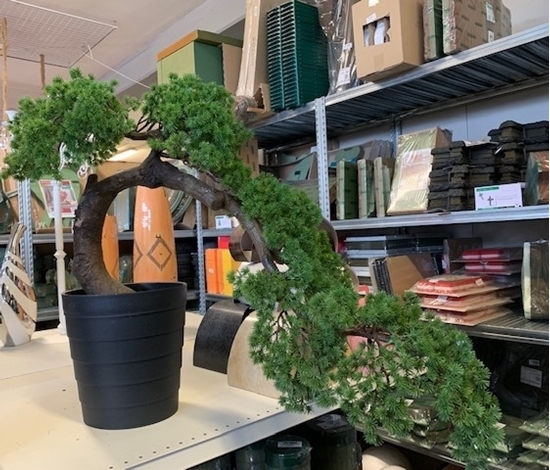 Immagine di BONSAI CM.65