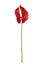 Picture of ANTHURIUM STELO CM 70