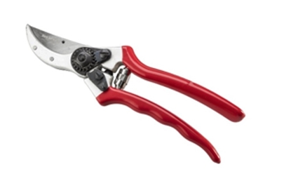 Picture of CESOIA PROFESSIONALE