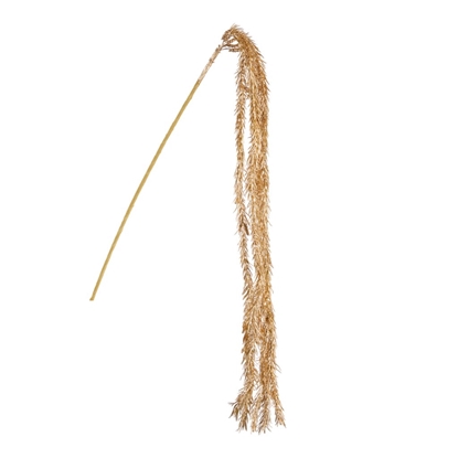 Immagine di SEDUM CM.95