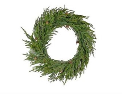 Picture of CORONA AURUCARIA FORTUNEI øCCM.80